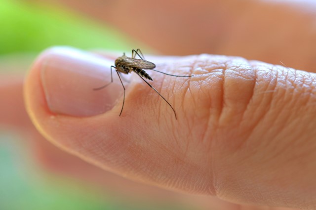 Proteggersi dalle zanzare nei paesi tropicali